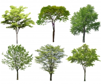 Modern Tree-ID:319925071