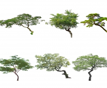 Modern Tree-ID:767888079