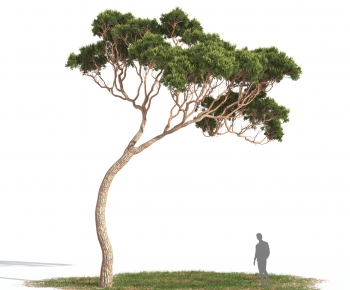 Modern Tree-ID:104858921