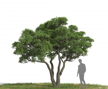 Modern Tree-ID:543468005