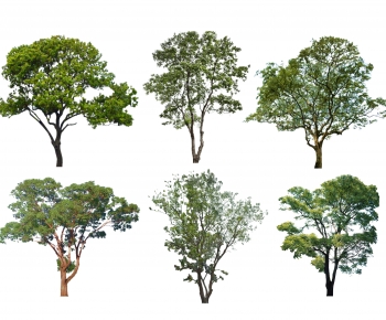 Modern Tree-ID:194241052