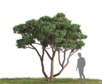 Modern Tree-ID:638978964