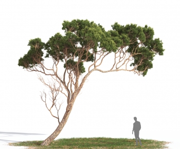 Modern Tree-ID:967727902