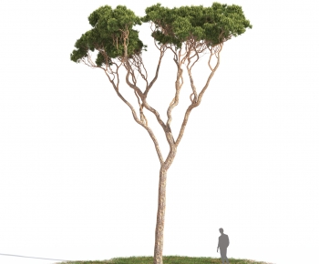 Modern Tree-ID:799649953