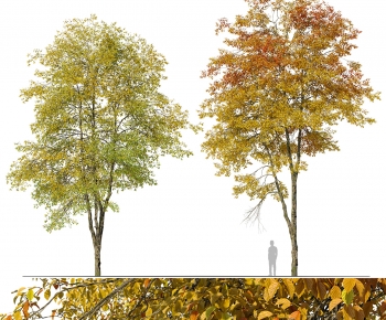 Modern Tree-ID:842037922