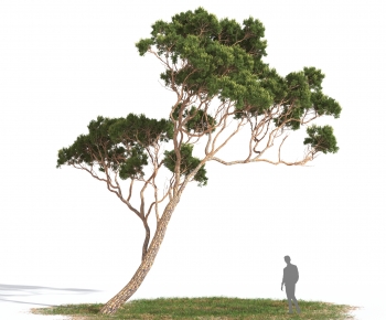 Modern Tree-ID:831640014