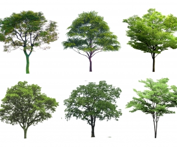 Modern Tree-ID:270744099