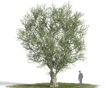 Modern Tree-ID:645780636