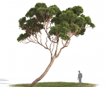 Modern Tree-ID:768579015