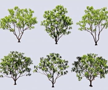 Modern Tree-ID:842331894