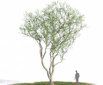 Modern Tree-ID:478245029