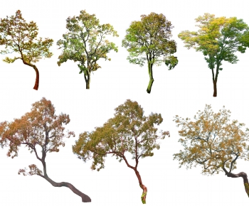 Modern Tree-ID:410845044