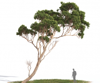 Modern Tree-ID:104599048