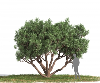 Modern Tree-ID:504241941