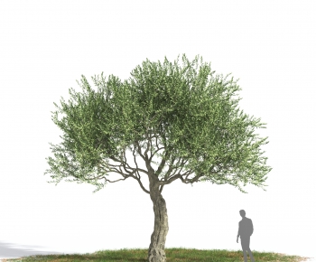 Modern Tree-ID:908246047