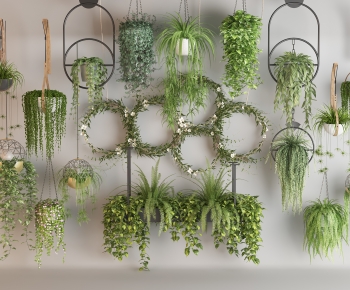 Modern Chlorophytum Comosum-ID:437009331