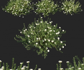 Modern Shrubbery-ID:473586089