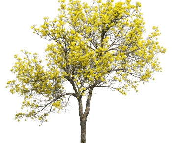 Modern Tree-ID:892499925