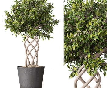 Modern Ground Green Plant Potted Plants-ID:375191939