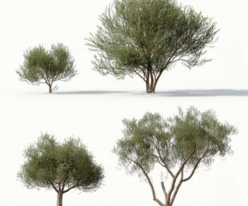 Modern Tree-ID:202016127