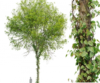 Modern Tree-ID:345963951