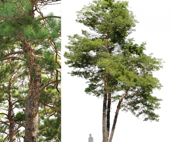 Modern Tree-ID:342528109