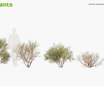 Modern Shrubbery-ID:141690979