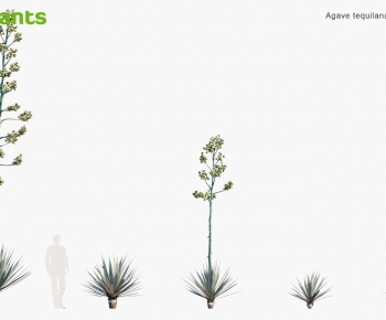 Modern Tree-ID:455193047