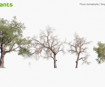 Modern Tree-ID:243411159