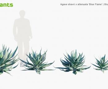 Modern Shrubbery-ID:520102981