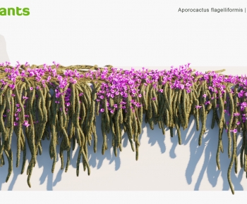 Modern Vine-ID:160907986