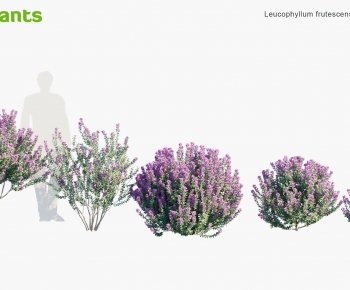 Modern Shrubbery-ID:223479031