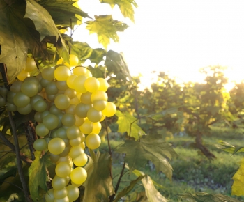 Modern Garden Landscape-ID:539458993