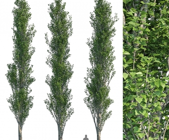 Modern Tree-ID:964420089