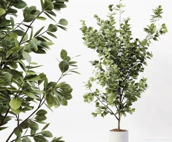 Modern Ground Green Plant Potted Plants-ID:435285097