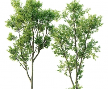 Modern Tree-ID:652164942