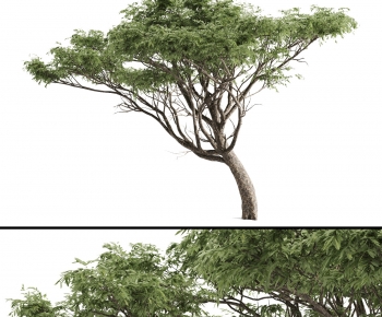 Modern Tree-ID:641235115
