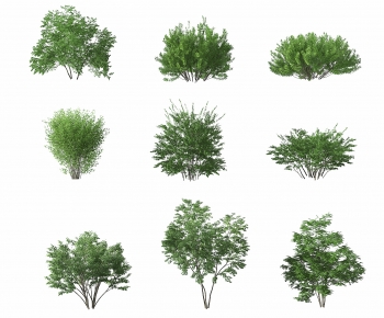 Modern Shrubbery-ID:382513052