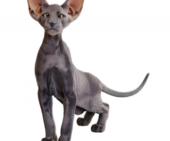 Modern Animal Cat-ID:109086044