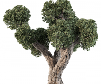 Modern Tree-ID:446276907