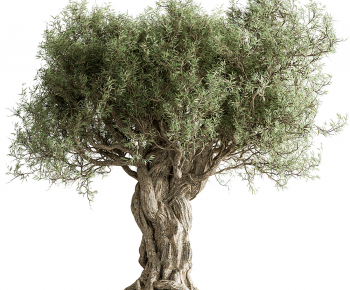 Modern Tree-ID:440130242