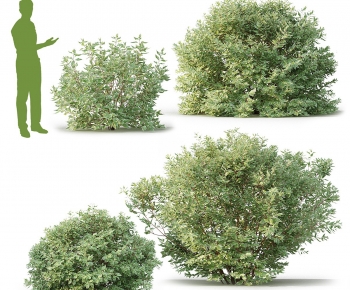 Modern Shrubbery-ID:562870987