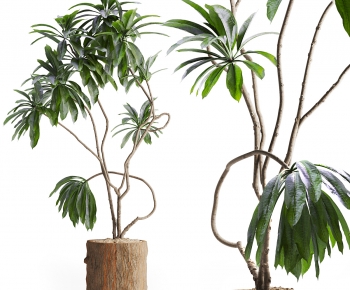 Modern Ground Green Plant Potted Plants-ID:301625012