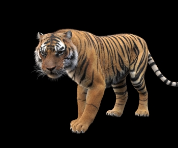 Modern Mammal-ID:367402085