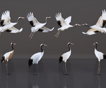 Modern Flying Animals-ID:759325988