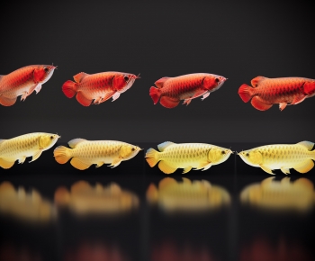 Modern Aquatic Animals-ID:409332991