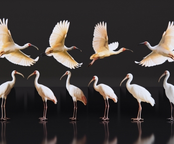 Modern Flying Animals-ID:270545962