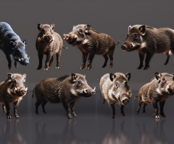 Modern Mammal-ID:415714035