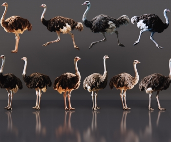 Modern Other Animals-ID:728436959