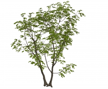 Modern Tree-ID:108402016